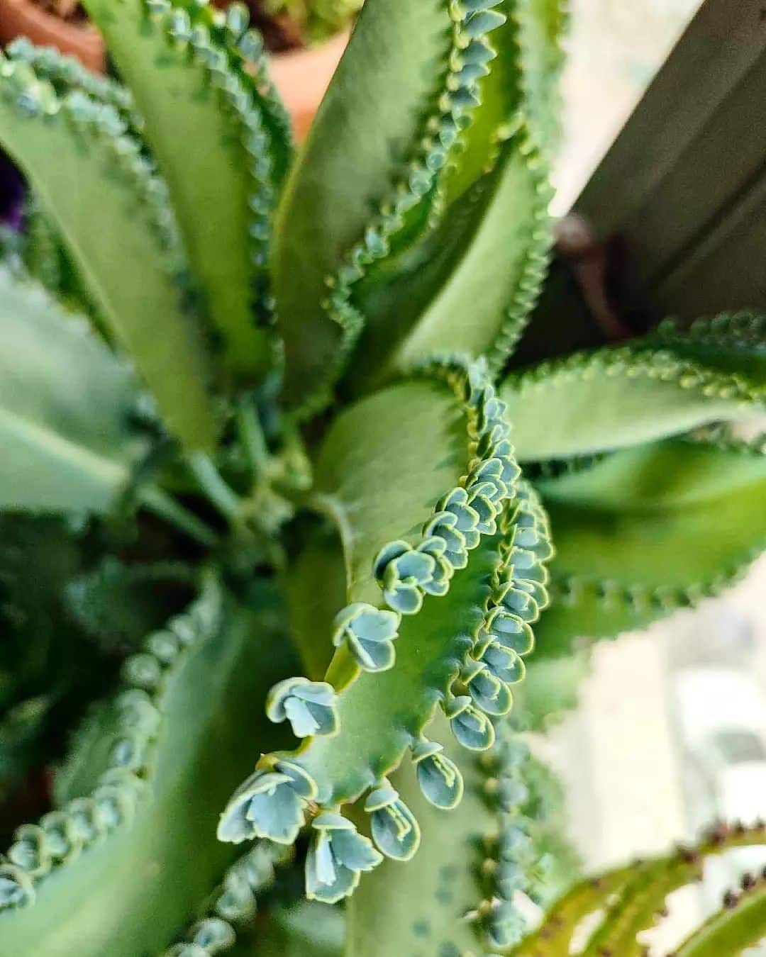 Mother Of the Thousands leaves
