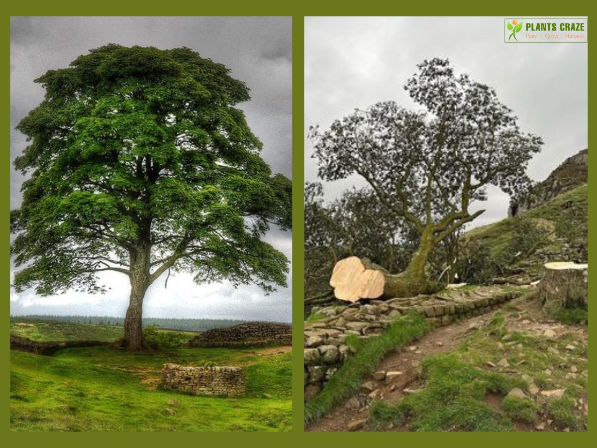 Sycamore Gap Tree standing on the left and falling on the right.