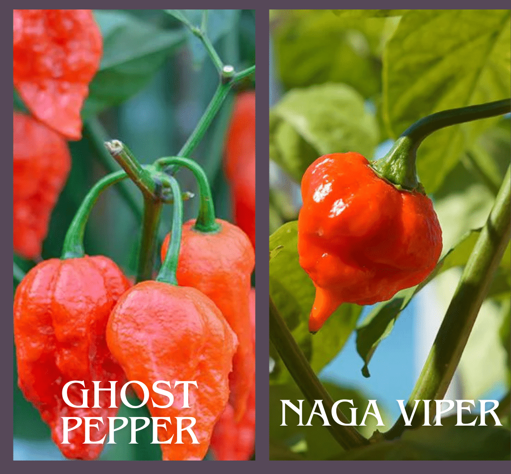 Morphological variations in Ghost pepper and Naga viper