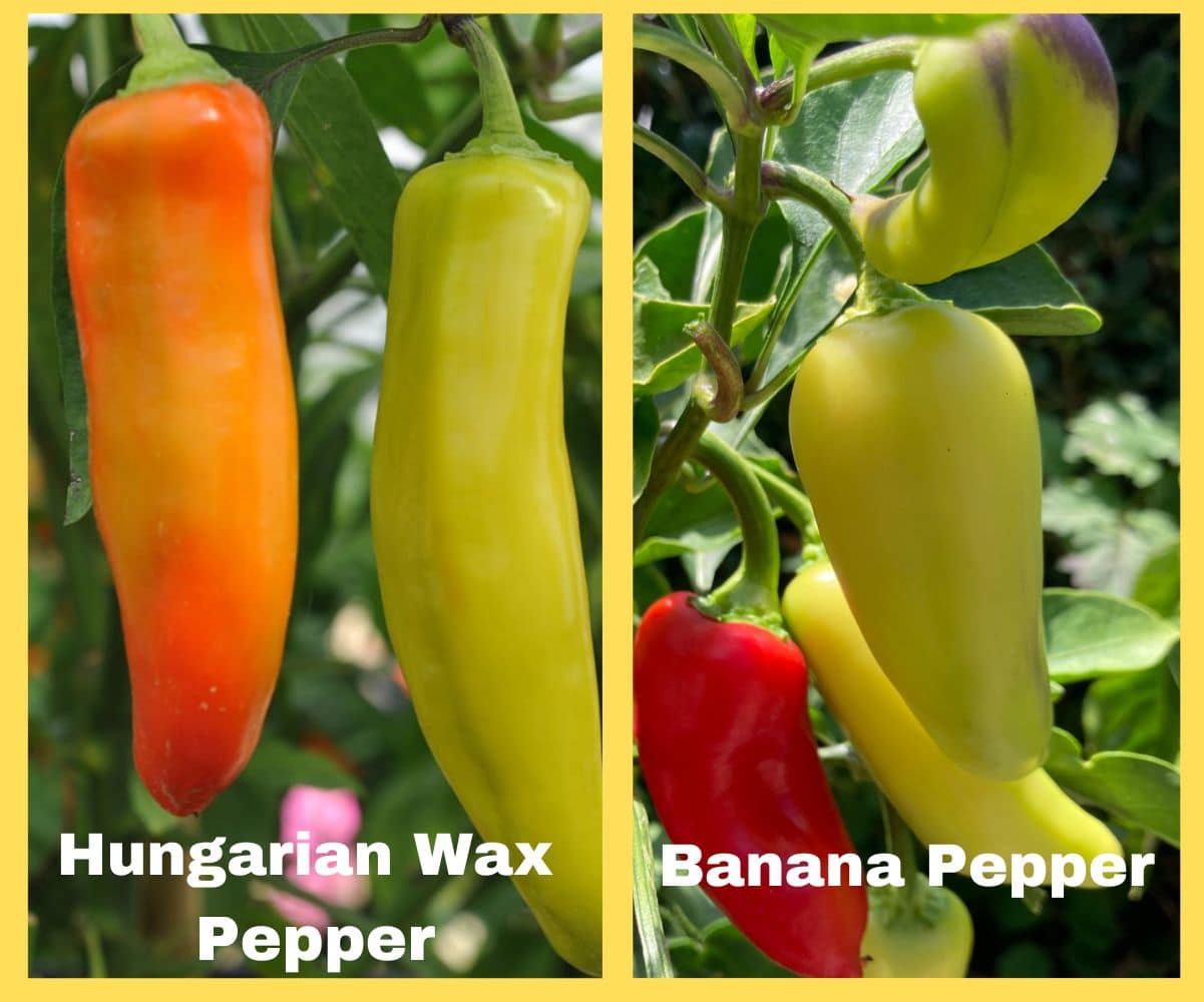 Morphological difference between Hungarian Wax peppers and Banana Peppers