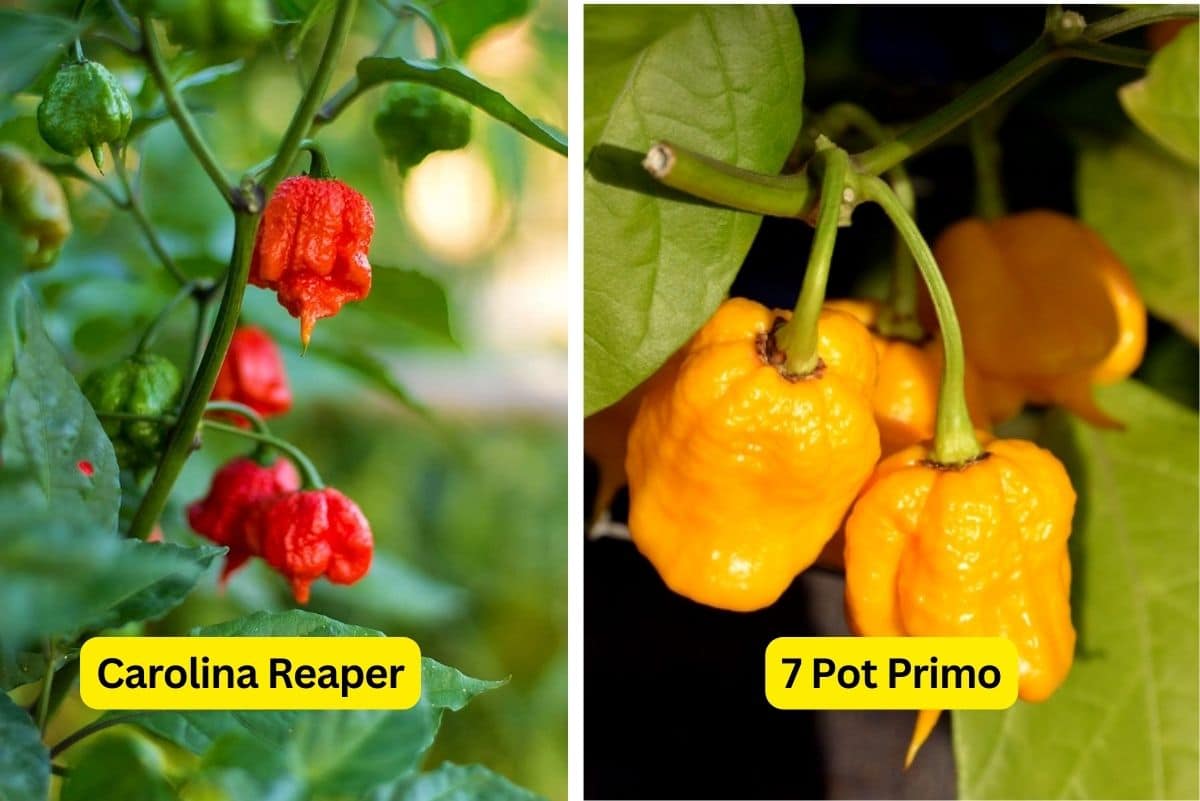 Carolina Reaper vs 7 Pot Primo comparison