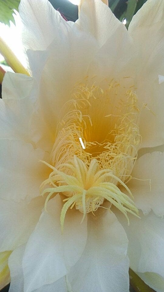 Dragon Fruit Flower is easy to identify for us as well as the pollinators!