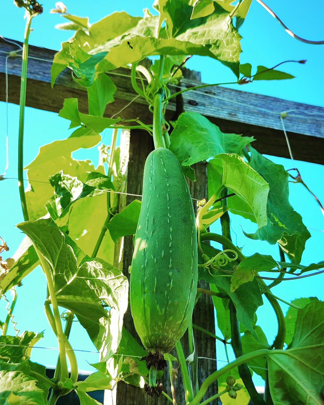 Loofah plant with its beneficial fruit