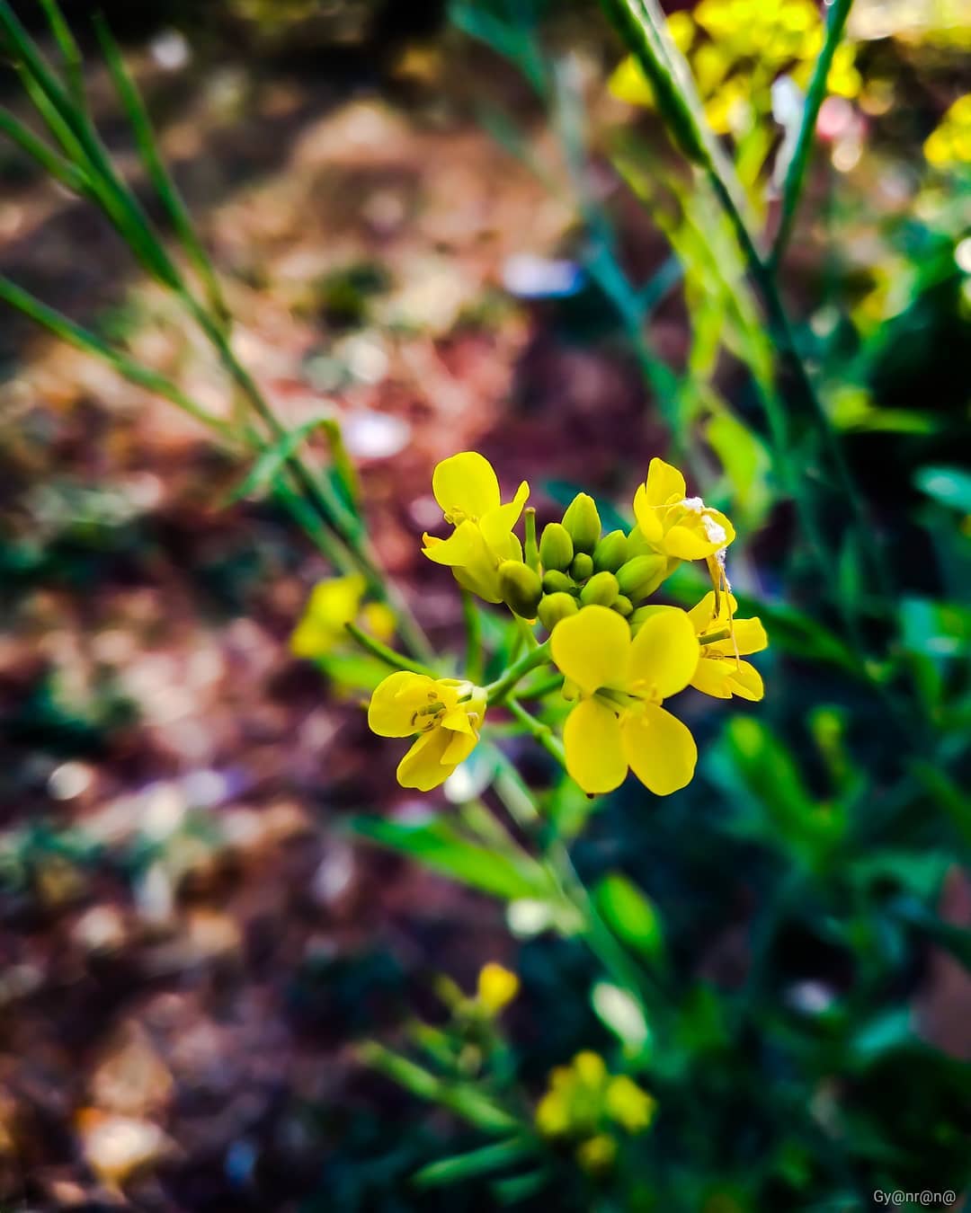 Mustard flowers are arranged in clusters on top of the branch.
