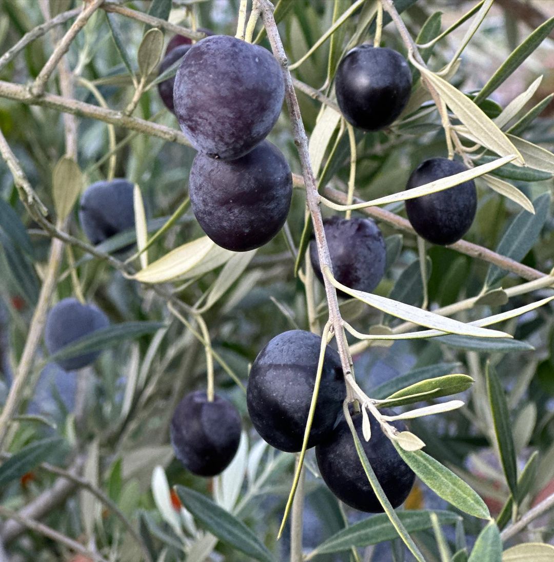Blackish green Olive fruits in the tree.