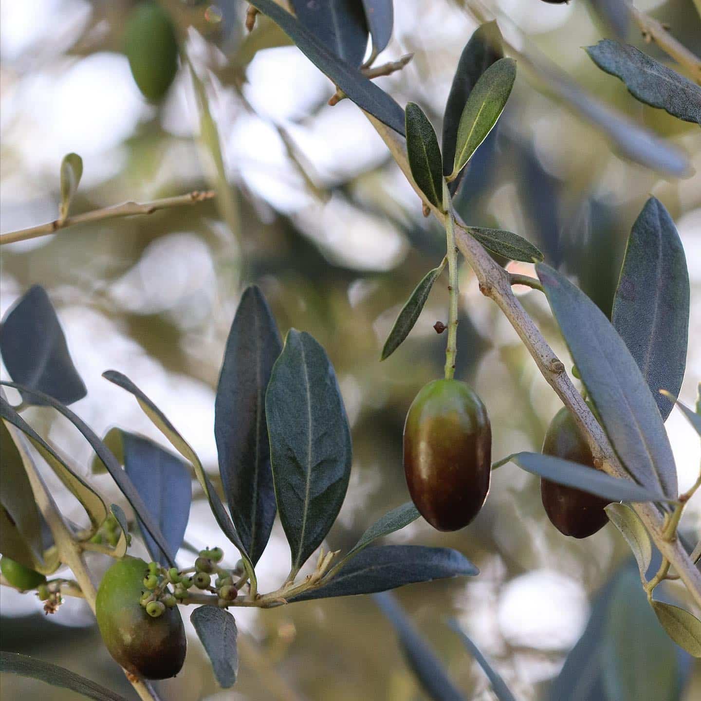 Olive trees with some fruits