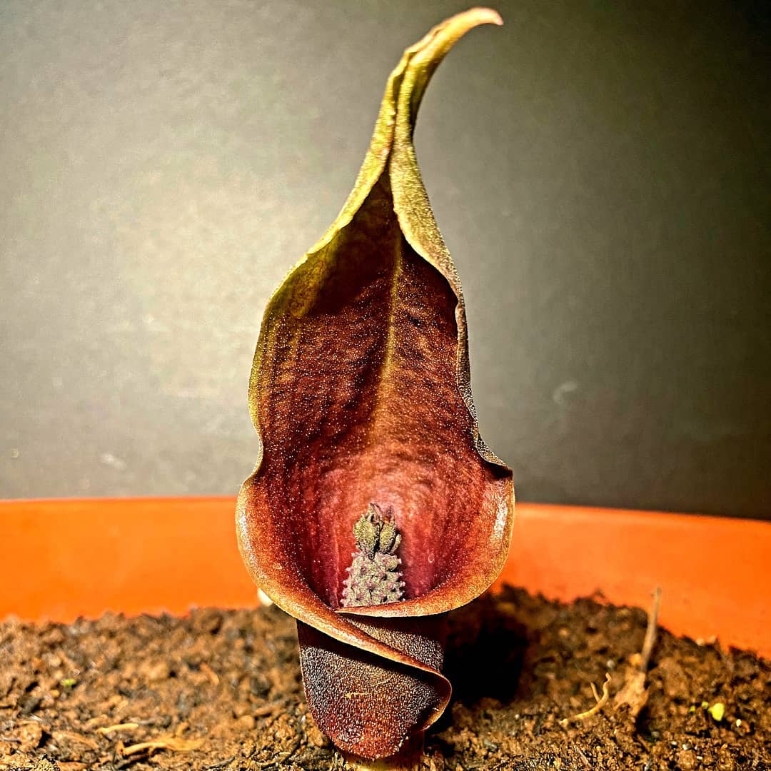 Pongapong Flower in a pot