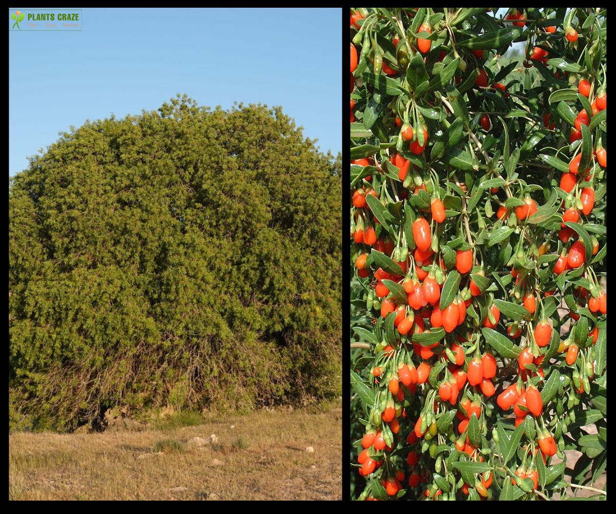 Gharqad tree in hadith and its red fruits