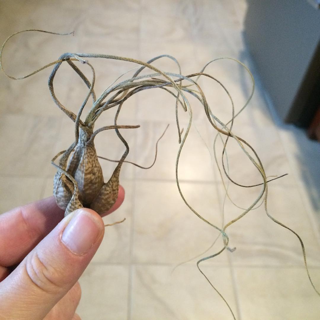 dehydrated air plant