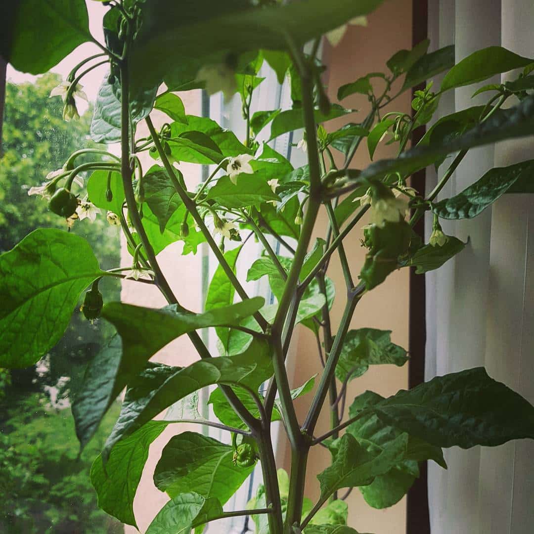 pepper flowering and fruiting