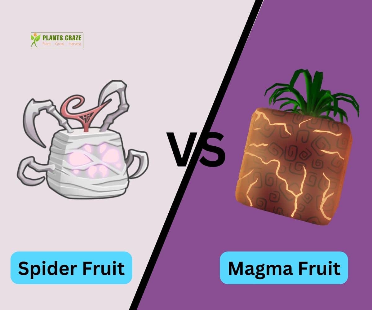 Spider Fruit on the left vs Magma Fruit on the right