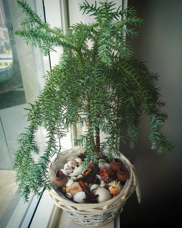 Araucaria in a bonsai form
