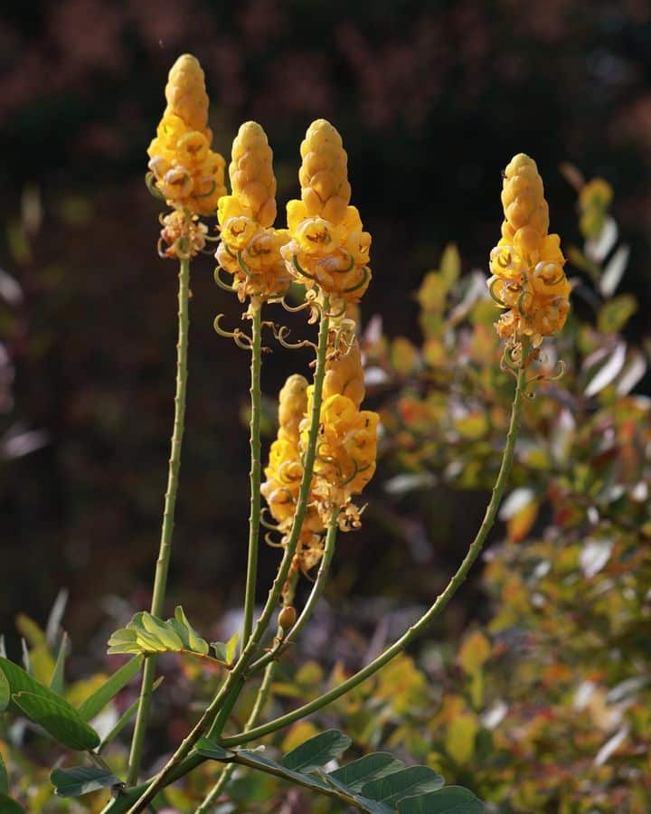 King of the Forest with erect blossoms