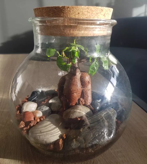 Ficus bonsai inside terrarium