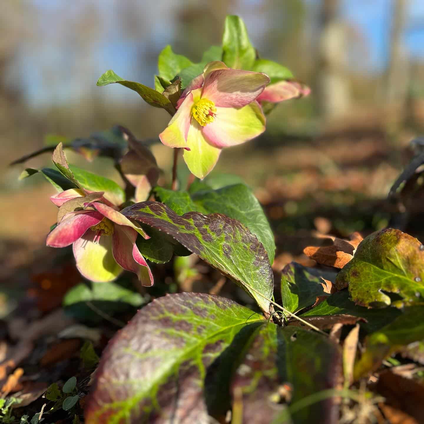 Hellebore blooming before summer