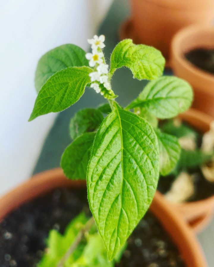 Scorpion Tail Plant with leaves