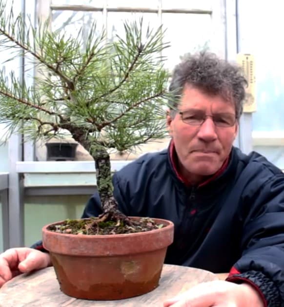 Nigel with conifer bonsai