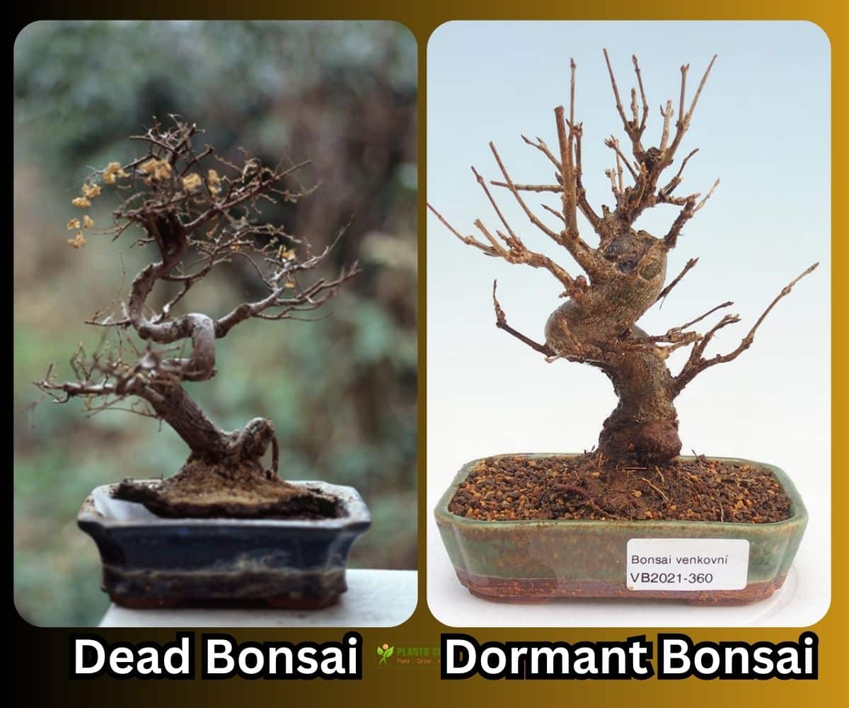 Dead vs dormant bonsai