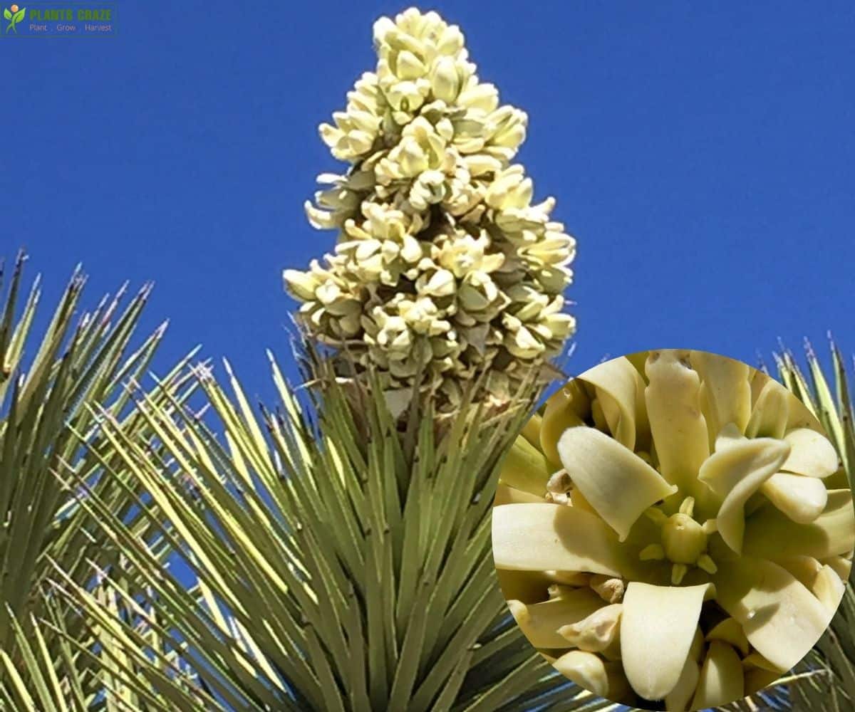 Joshua tree flower close up look