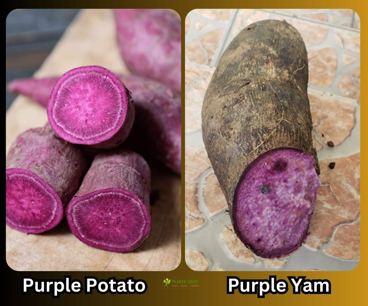 Purple potato on left vs purple yam on right
