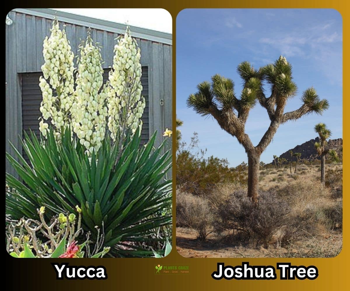 Yucca on the left vs Joshua tree on the right