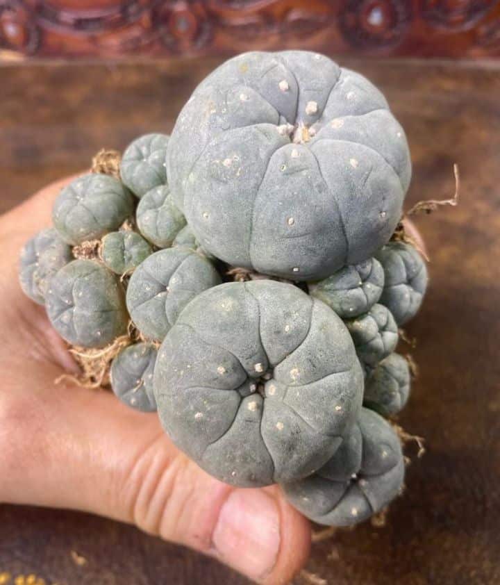 Peyote Cactus which is not legal