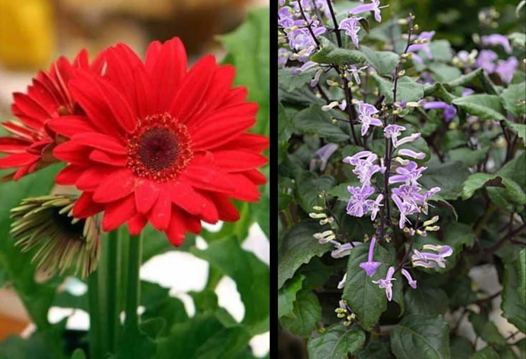 Dada Flowers in collage