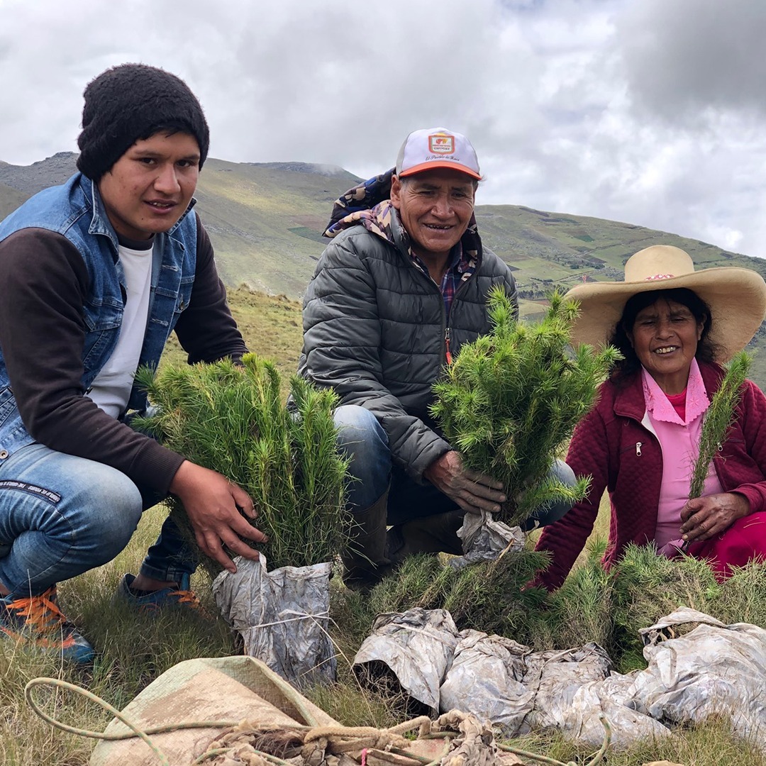 Team Trees that is initiated by Mr Beast planting trees 