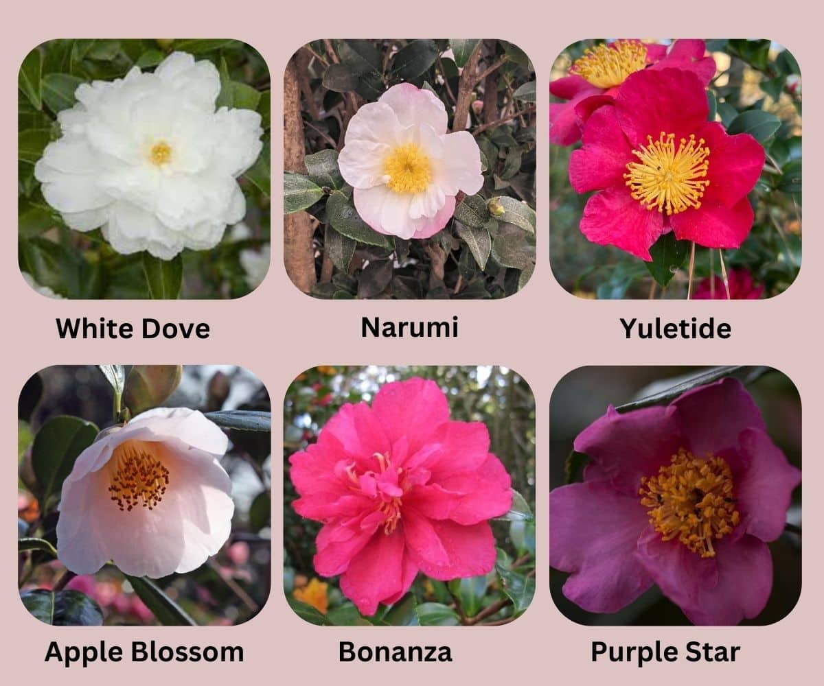 Different Camellia Sasanqua varieties