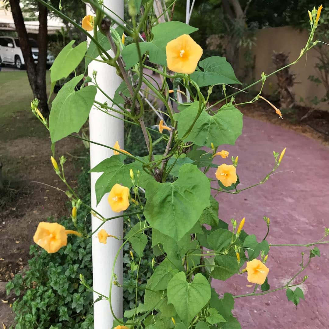 honduran simoes planttrailing