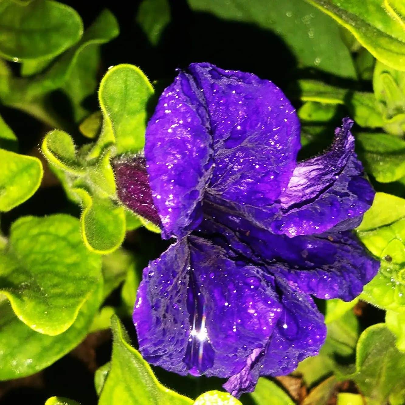 blue petunia