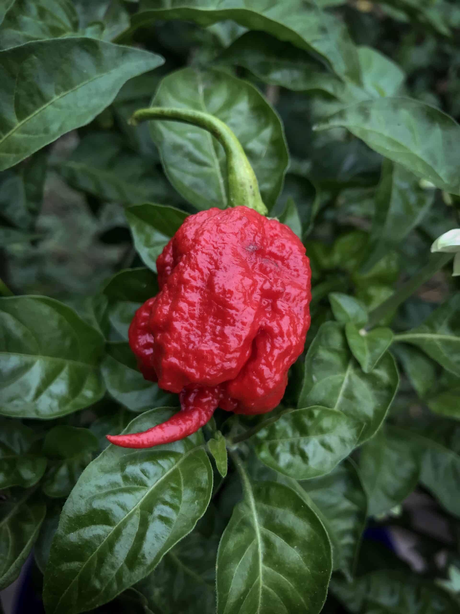 Top 10 World's Hottest Peppers - Plants Craze