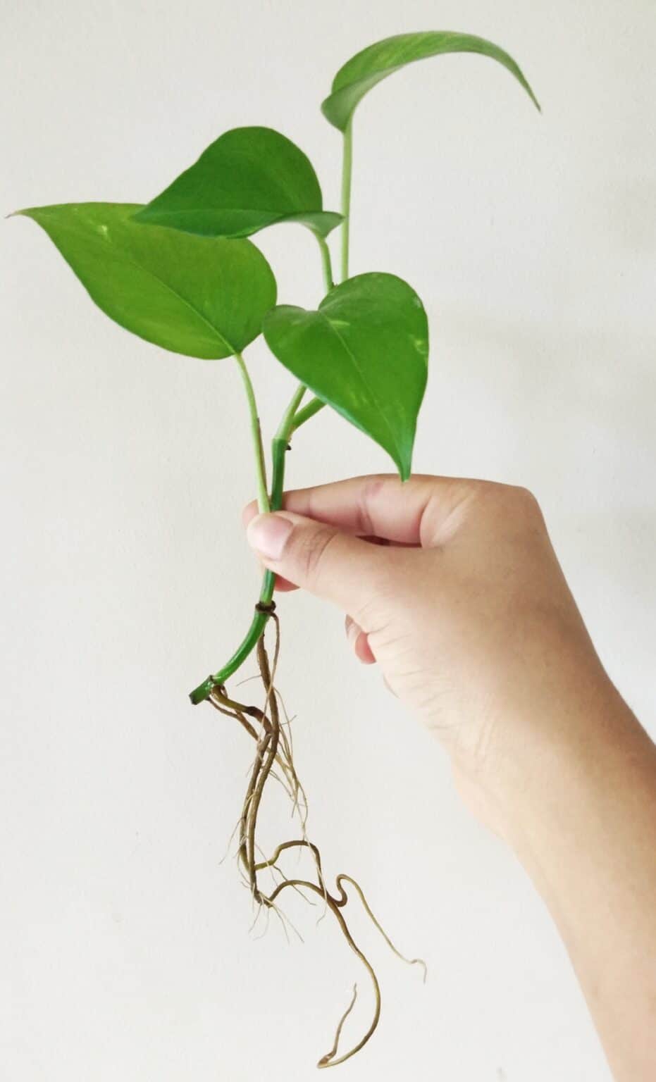 How Long Does It Take For Pothos To Root In Water? Plants Craze