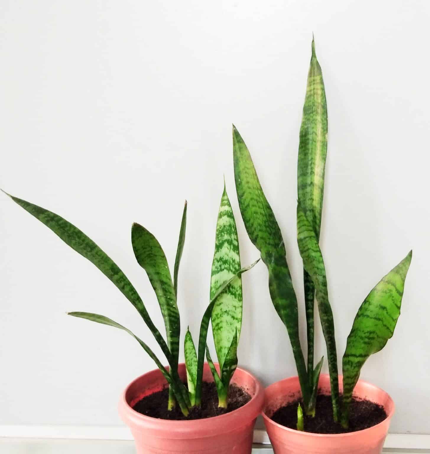 Do Snake Plants Clean Air? Plants Craze