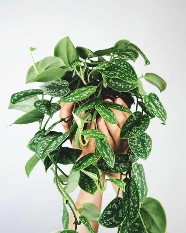 trailing vines of pothos