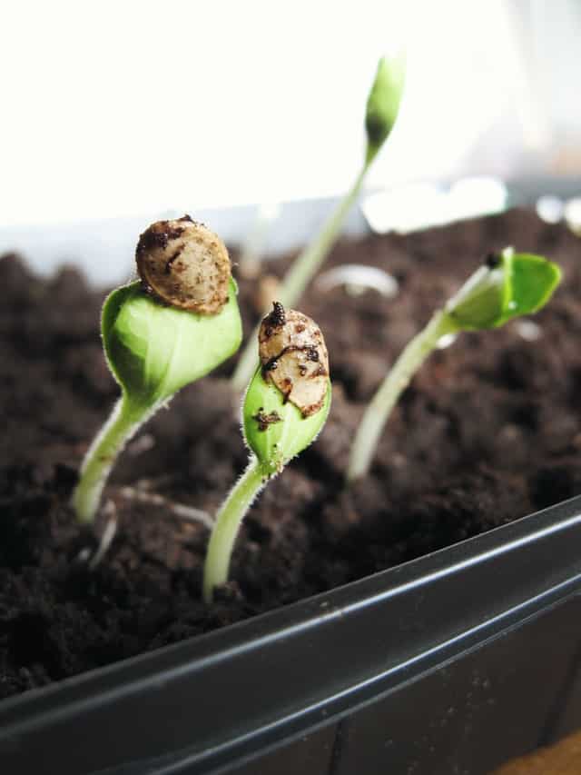 seedling emerging out from the soil 