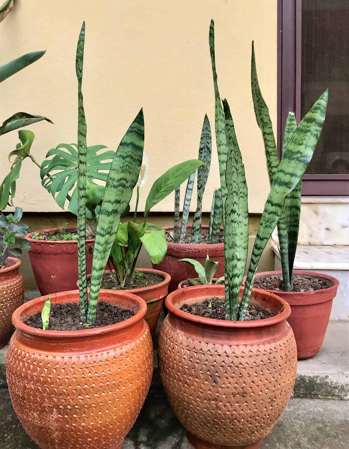 How to Save Snake Plant from Fungus Plants Craze