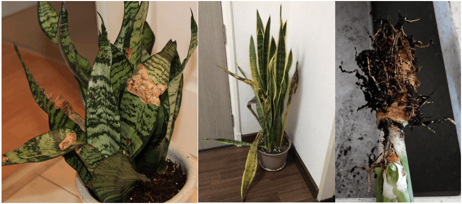 Snake Plant Root Rot