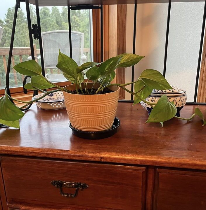 Pothos in a pot on the table