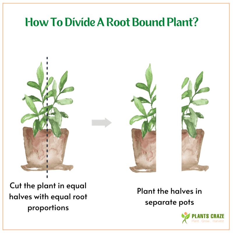 How To Know A Root Bound Pothos? - Plants Craze