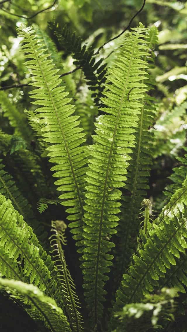 How to Trim a Boston Fern? Plants Craze
