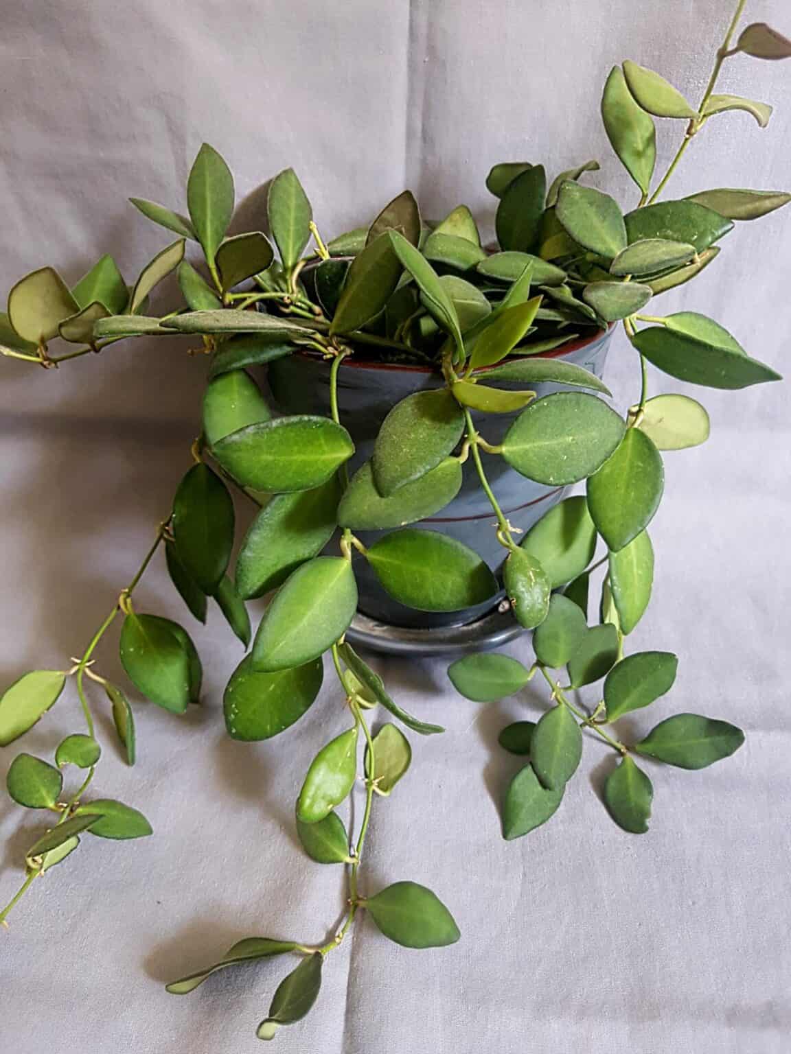 10 Best Small Leaf Hoya Plants - Plants Craze