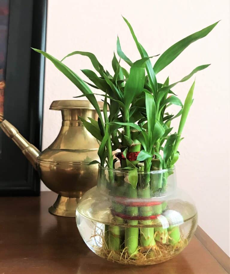 is-lucky-bamboo-toxic-to-cats-plants-craze