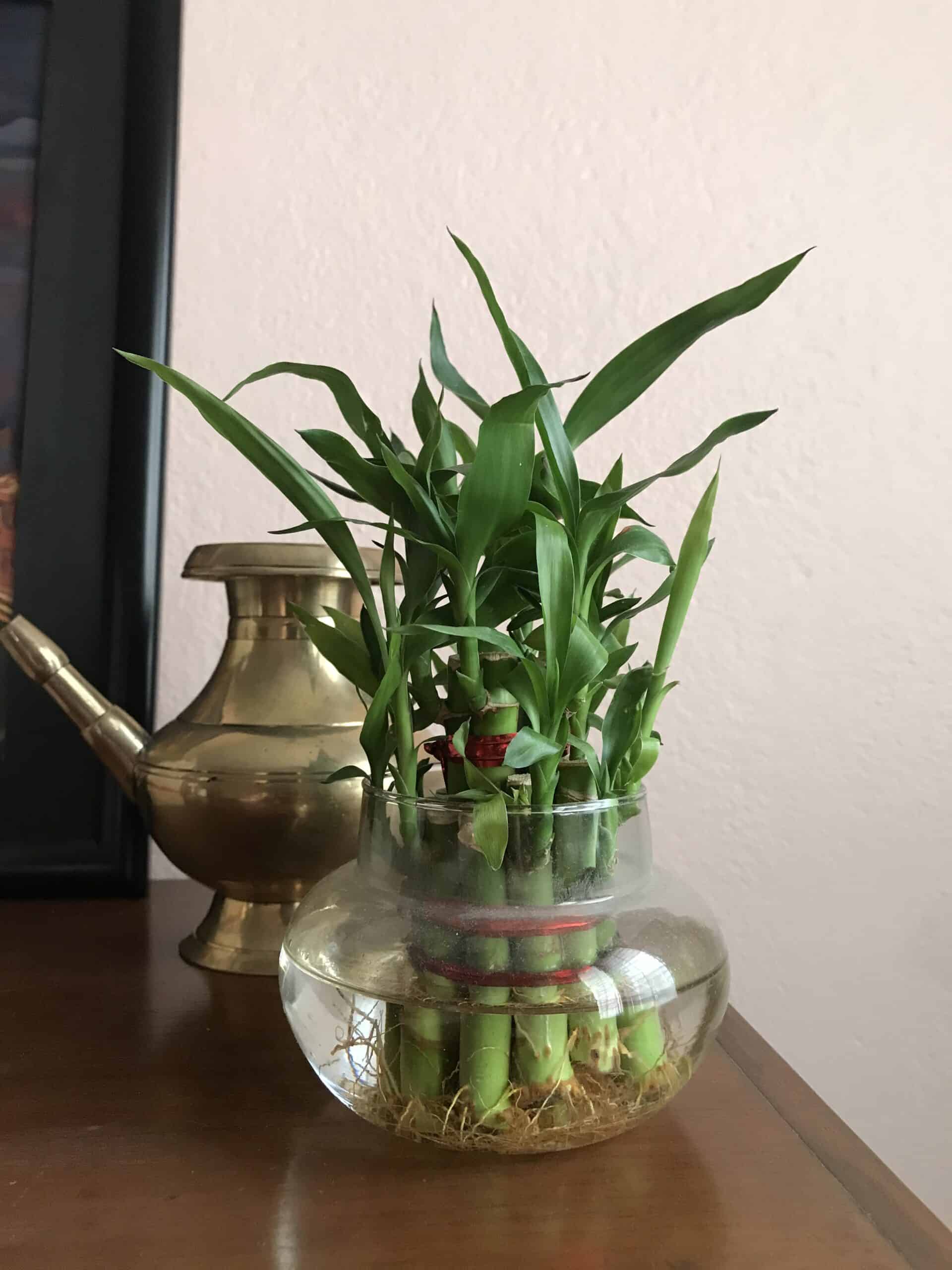Is Lucky Bamboo Toxic to Cats? - Plants Craze