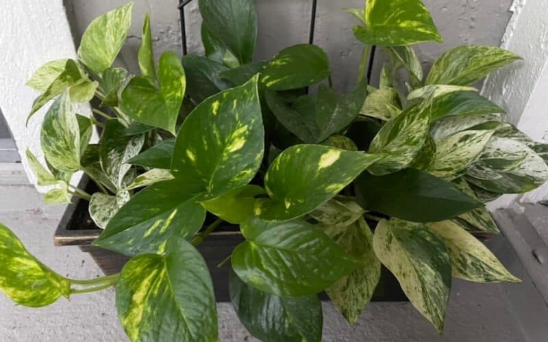 Beautifully Arranged Marble Queen And Golden Pothos