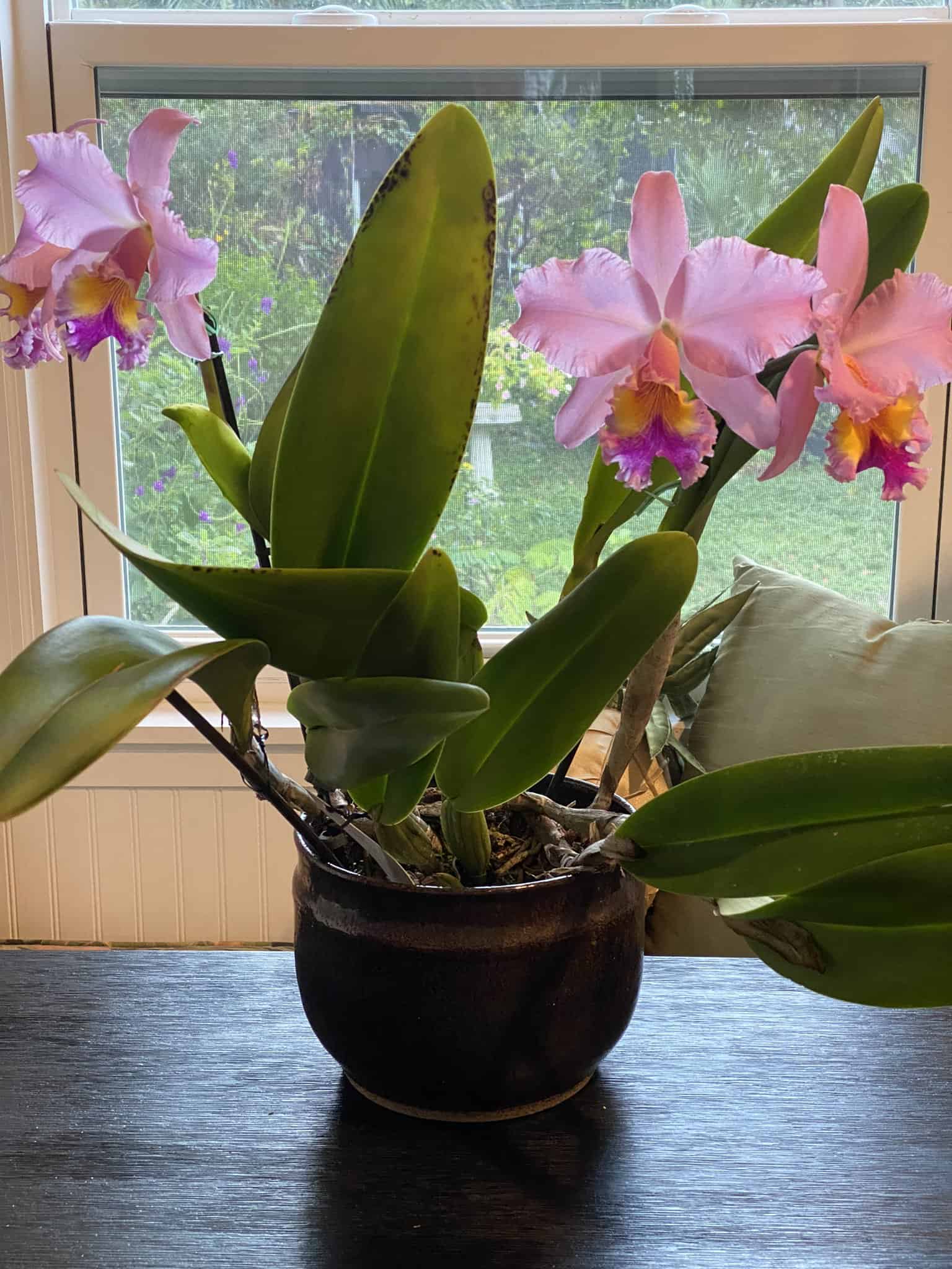 Image represents an Orchid plant growing in a ceramic pot