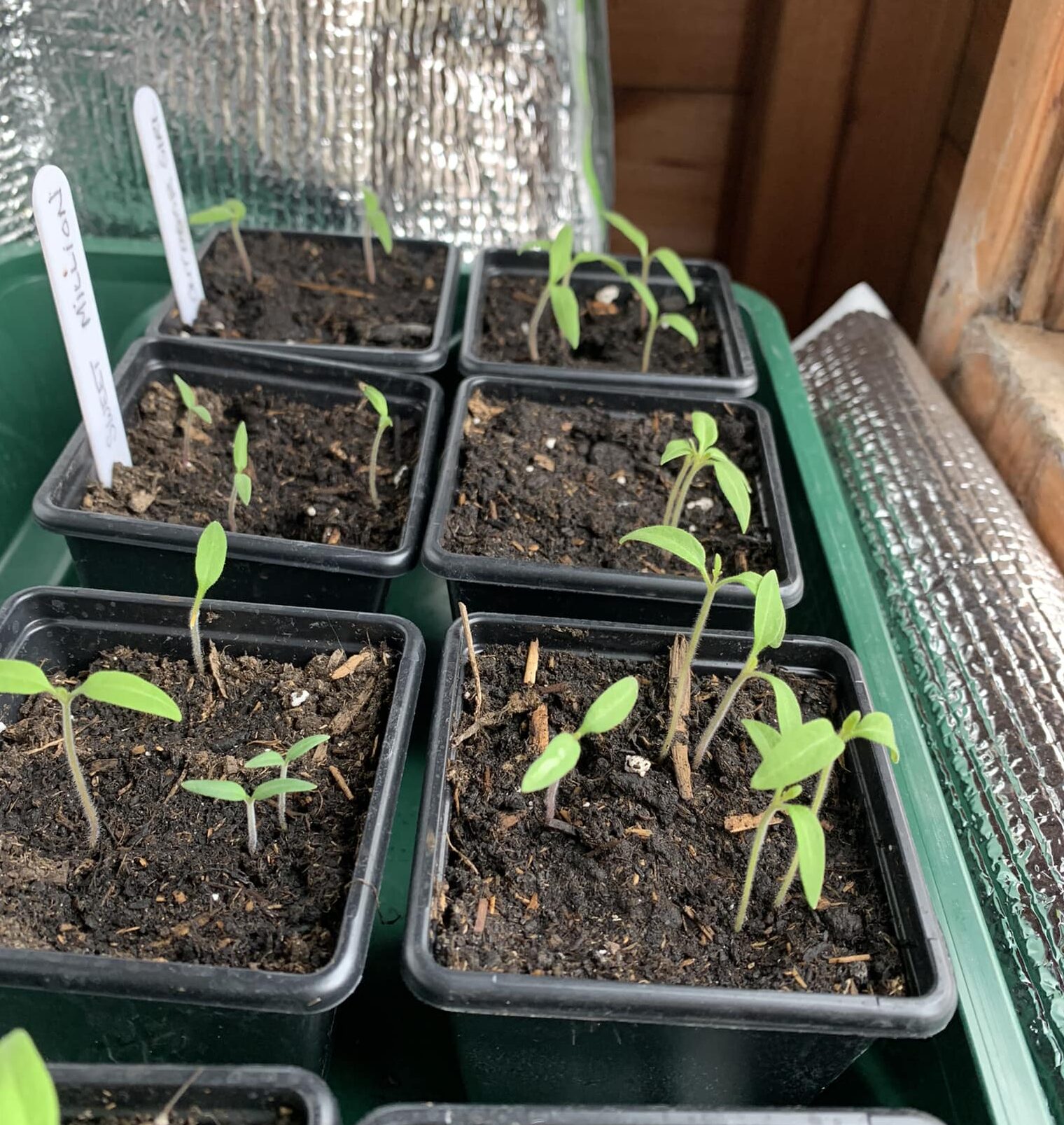 Image represents overcrowded tomato seedlings