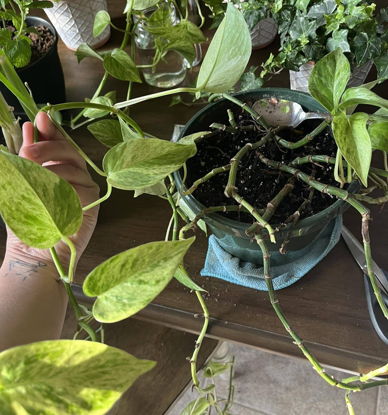 5 Reasons for Pothos Leaves Turning Brown Plants Craze
