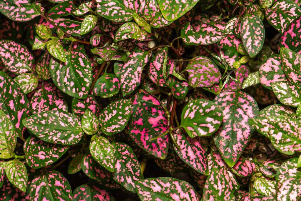 Polka Dot Plant Dying: Reasons and Solutions - Plants Craze