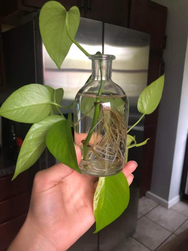 How Long Does It Take For Pothos To Root In Water? - Plants Craze